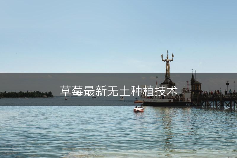 草莓最新无土种植技术(图1)