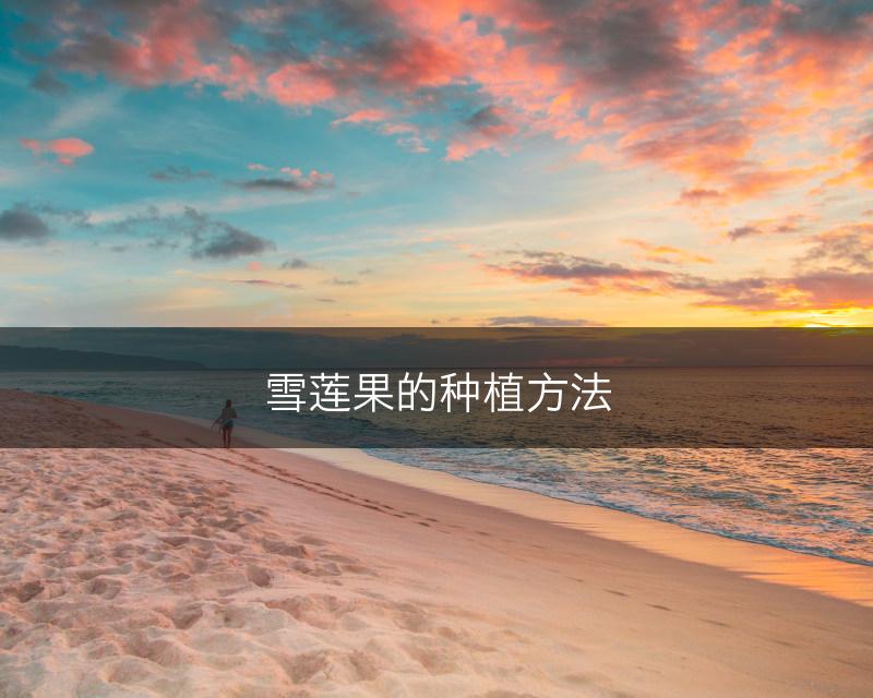 雪莲果的种植方法(图1)