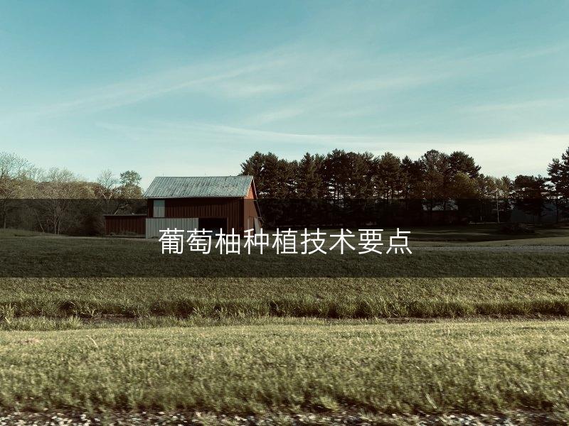 葡萄柚种植技术要点(图1)
