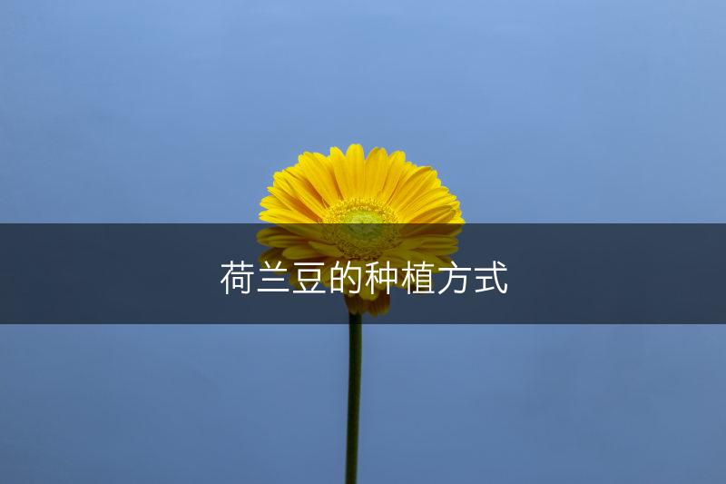荷兰豆的种植方式(图1)