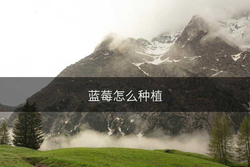 蓝莓怎么种植(图1)