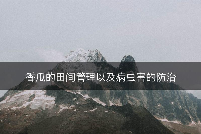香瓜的田间管理以及病虫害的防治(图1)