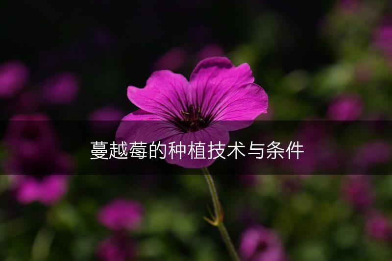 蔓越莓的种植技术与条件(图1)