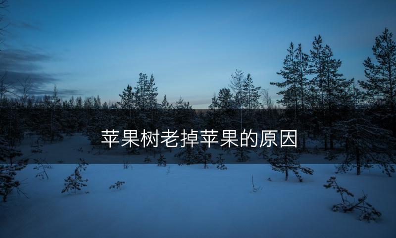 苹果树老掉苹果的原因(图1)