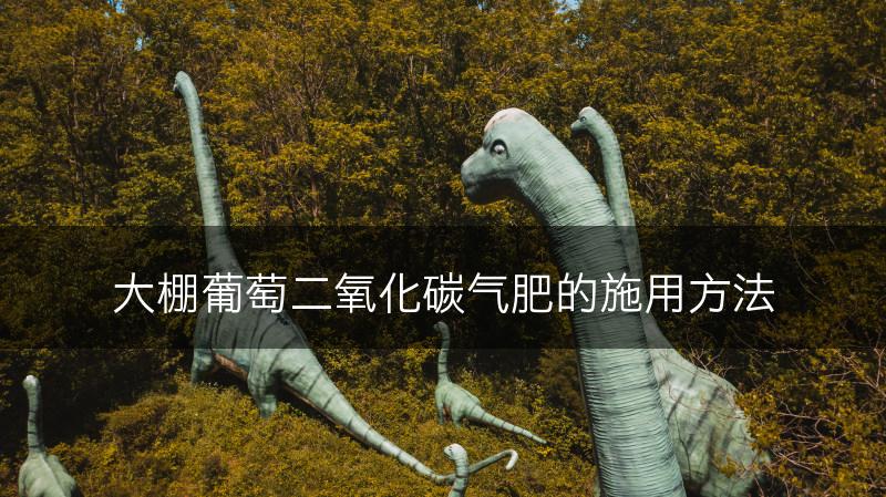 大棚葡萄二氧化碳气肥的施用方法(图1)