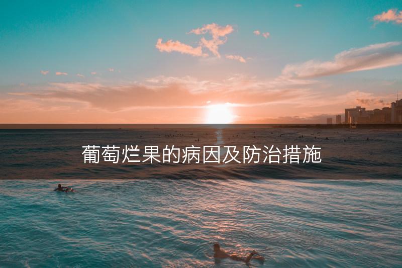 葡萄烂果的病因及防治措施(图1)