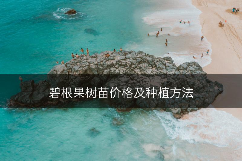 碧根果树苗价格及种植方法(图1)