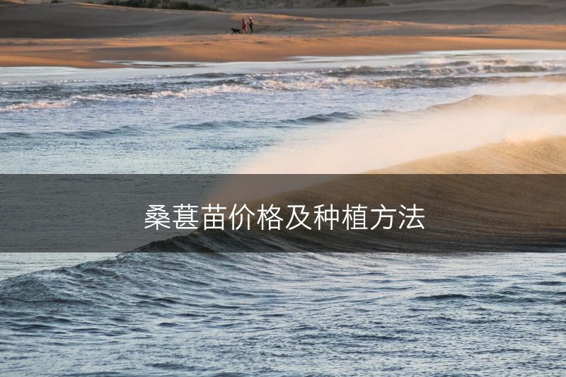 桑葚苗价格及种植方法(图1)