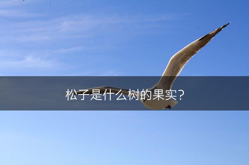 松子是什么树的果实？(图1)