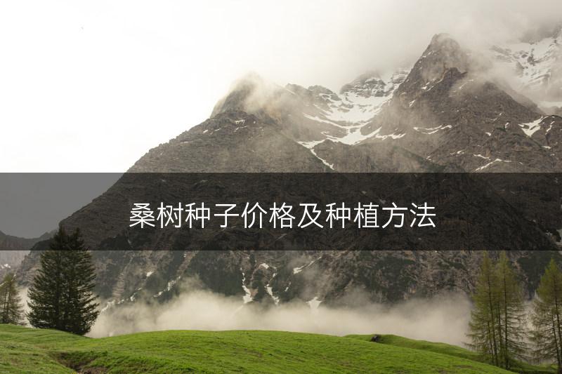 桑树种子价格及种植方法(图1)