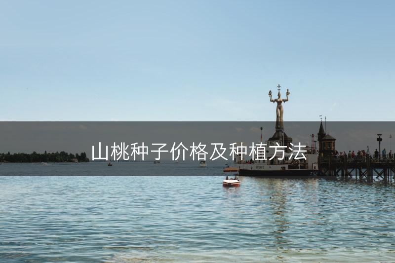 山桃种子价格及种植方法(图1)