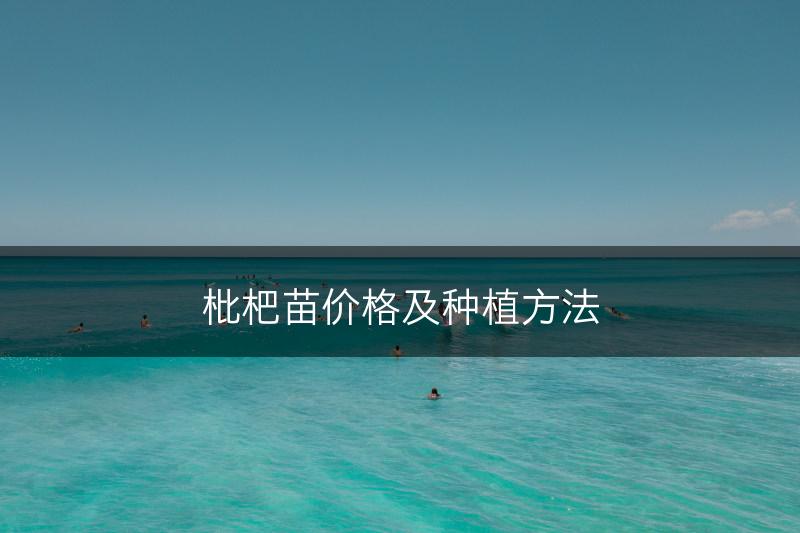 枇杷苗价格及种植方法(图1)