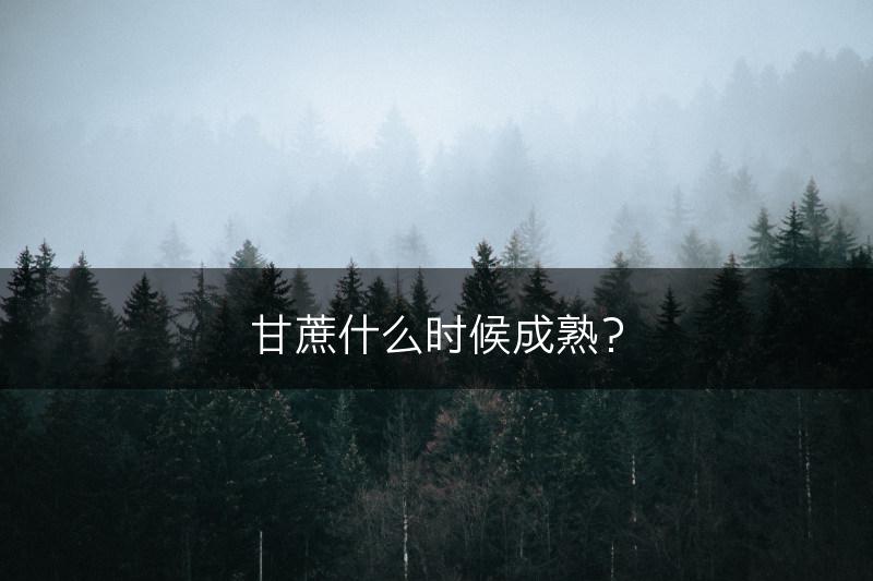 甘蔗什么时候成熟？(图1)