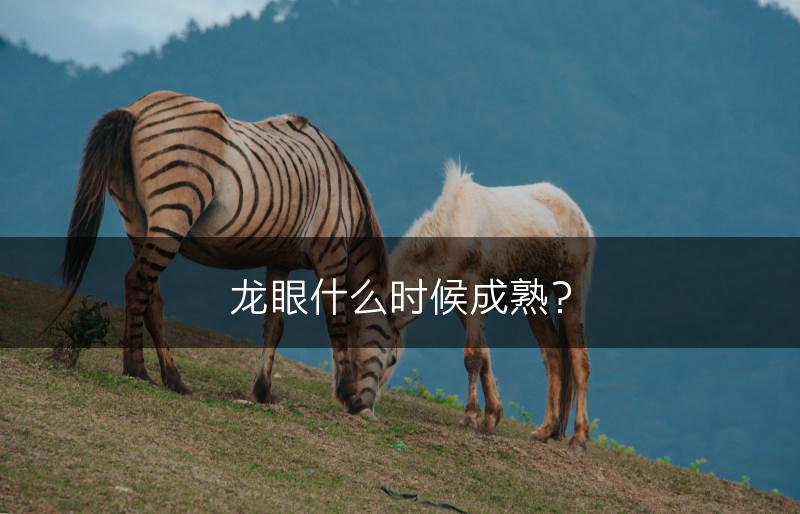 龙眼什么时候成熟？(图1)