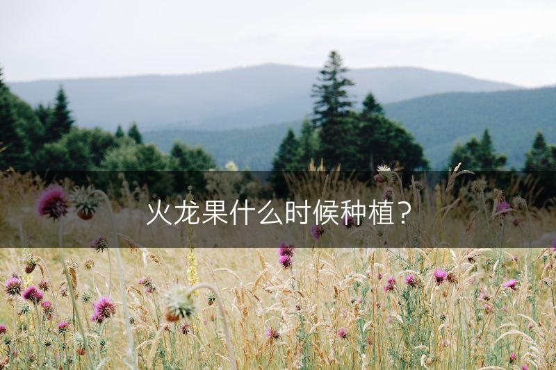 火龙果什么时候种植？(图1)