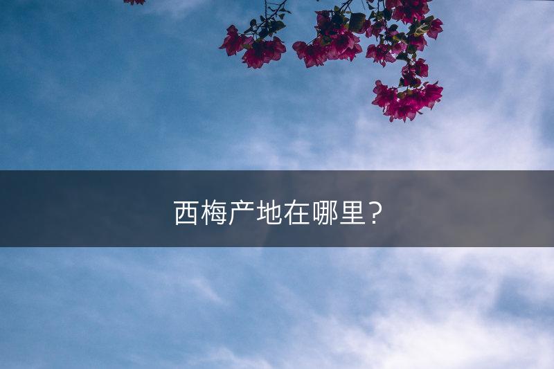 西梅产地在哪里？(图1)