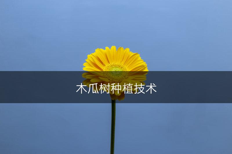 木瓜树种植技术(图1)