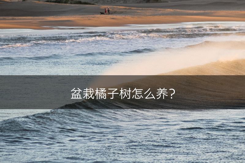 盆栽橘子树怎么养？(图1)