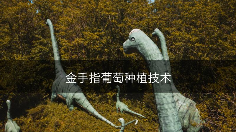金手指葡萄种植技术(图1)