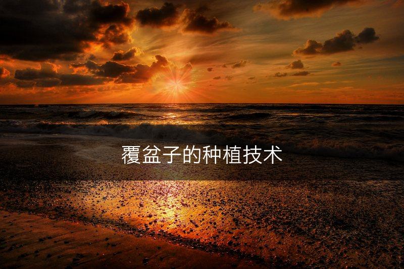 覆盆子的种植技术(图1)