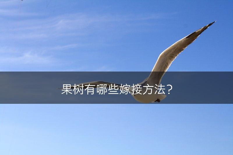 果树有哪些嫁接方法？(图1)
