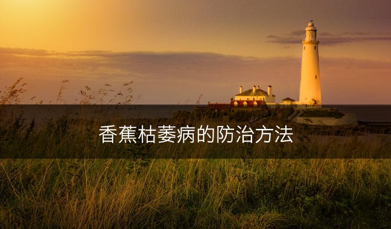 香蕉枯萎病的防治方法(图1)