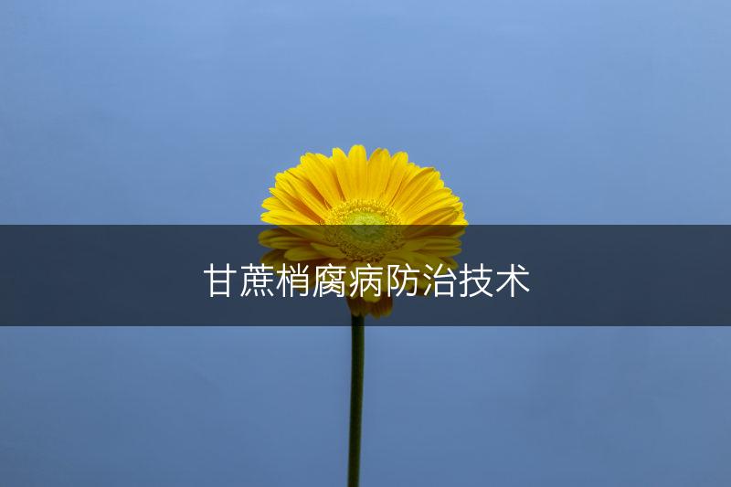 甘蔗梢腐病防治技术(图1)