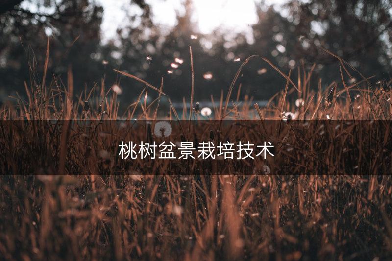 桃树盆景栽培技术(图1)