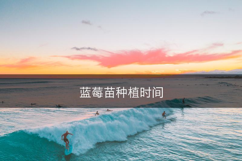 蓝莓苗种植时间(图1)