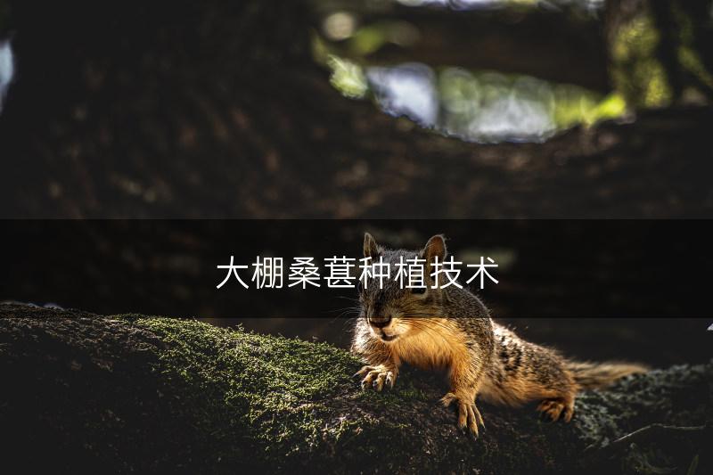 大棚桑葚种植技术(图1)