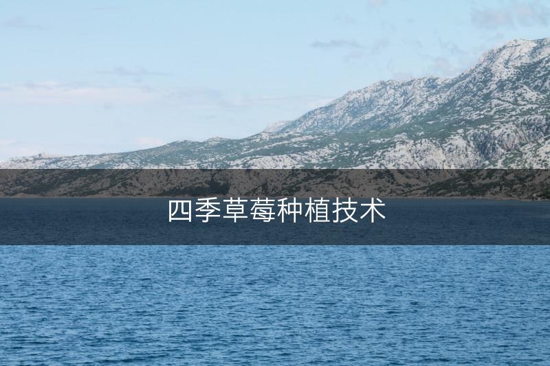 四季草莓种植技术(图1)
