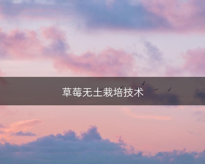 草莓无土栽培技术(图1)