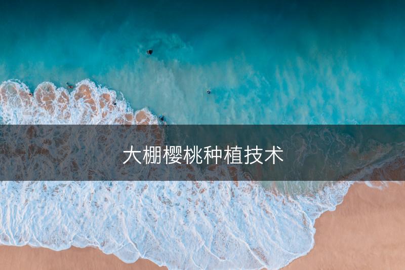 大棚樱桃种植技术(图1)