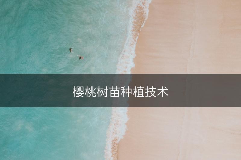 樱桃树苗种植技术(图1)