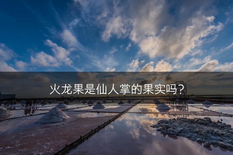火龙果是仙人掌的果实吗？(图1)