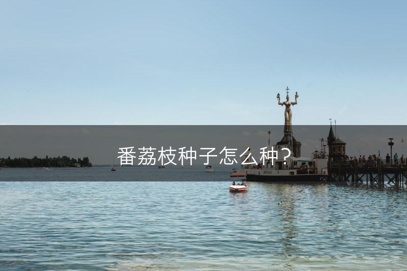 番荔枝种子怎么种？(图1)