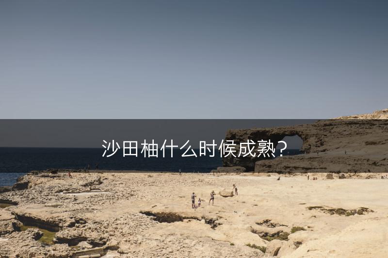 沙田柚什么时候成熟？(图1)