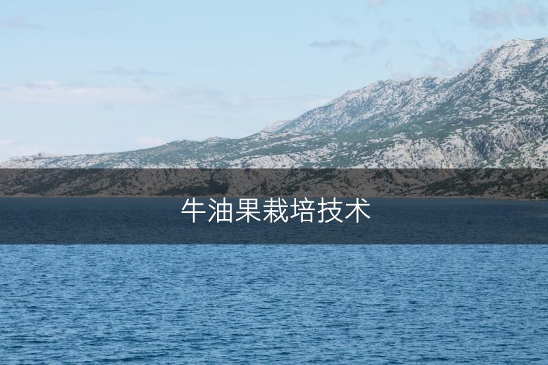 牛油果栽培技术(图1)