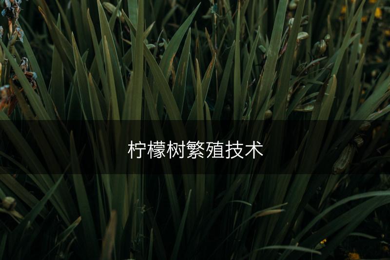 柠檬树繁殖技术(图1)
