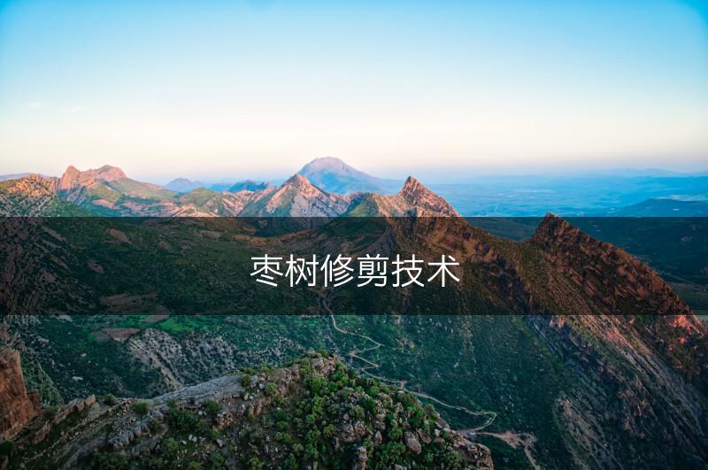 枣树修剪技术(图1)