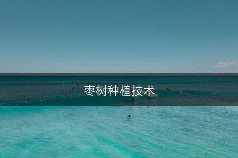 枣树种植技术(图1)