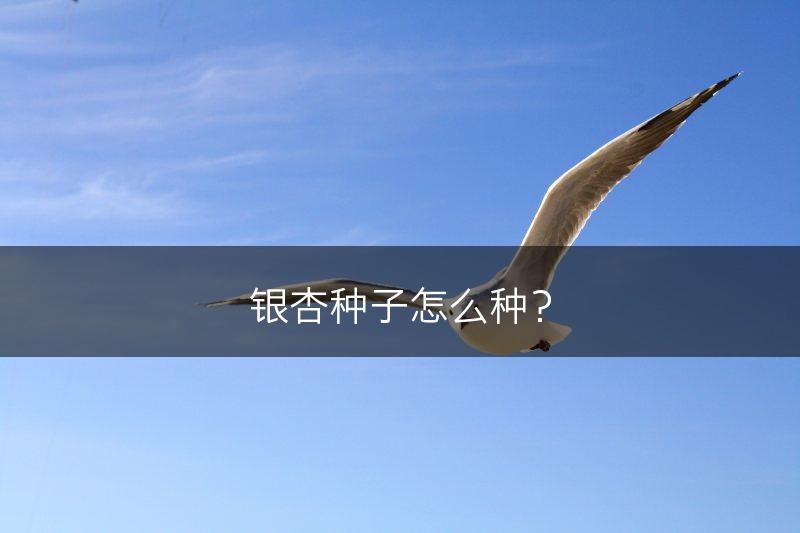 银杏种子怎么种？(图1)