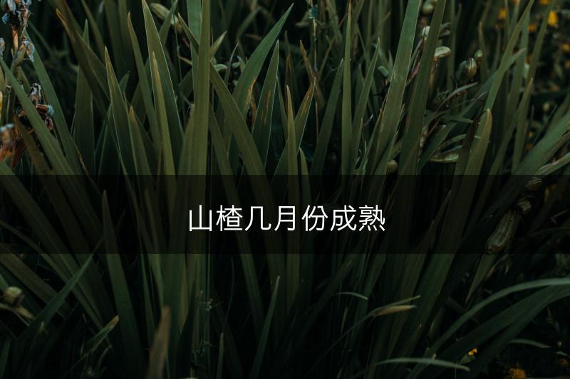 山楂几月份成熟(图1)