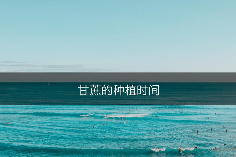 甘蔗的种植时间(图1)