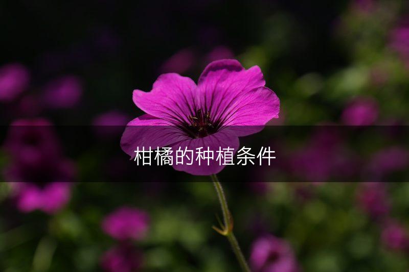 柑橘的种植条件(图1)