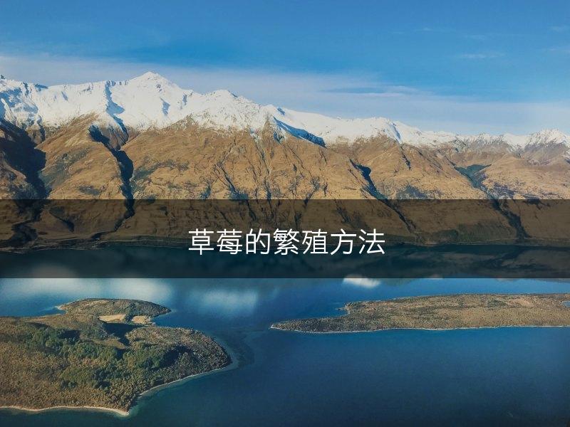 草莓的繁殖方法(图1)