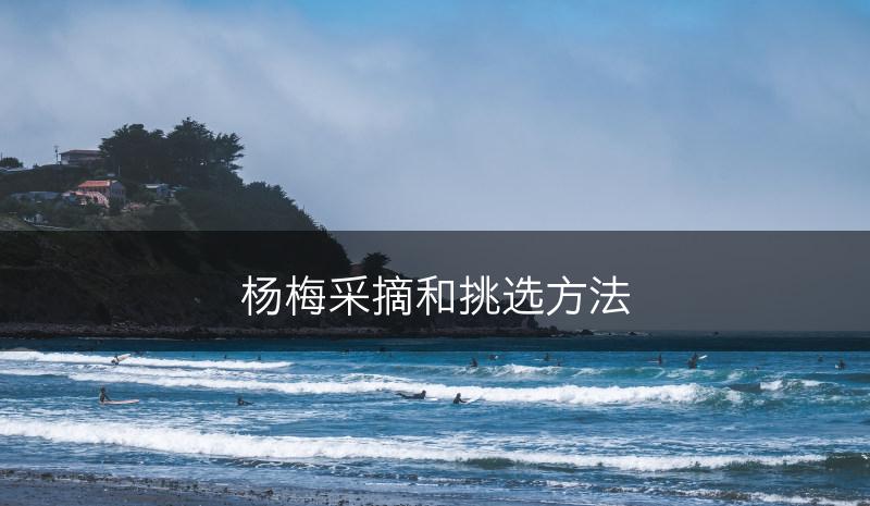 杨梅采摘和挑选方法(图1)