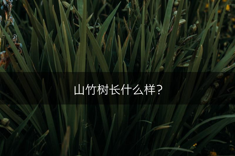 山竹树长什么样？(图1)