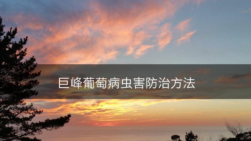 巨峰葡萄病虫害防治方法(图1)