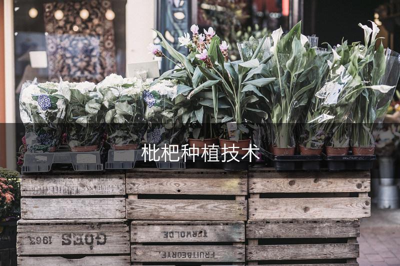 枇杷种植技术(图1)
